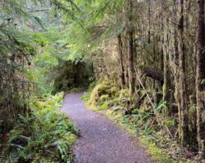 gravel path in between trees