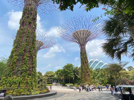 These are called “Supertrees.” – They are like vertical gardens. They generate solar power, collect rainwater, and light up at night in a super light show.